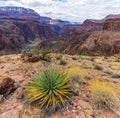 Banana Yucca Cactus Above The Colorado River Along The Clear Creek Trail