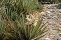 Banana yucca plant flowering in the Arizona desert Royalty Free Stock Photo