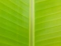 BananaLeaf Green Leaves Tree Nature