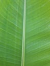 bananaleaf leaf background texture wallpaper