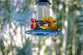 Bananaquit bird drinking from a flower drinker - Ilhabela, Sao Paulo, Brazil Royalty Free Stock Photo