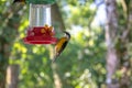 Bananaquit bird drinking from a flower drinker - Ilhabela, Sao Paulo, Brazil Royalty Free Stock Photo