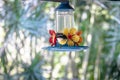 Bananaquit bird drinking from a flower drinker - Ilhabela, Sao Paulo, Brazil Royalty Free Stock Photo