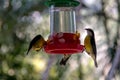 Bananaquit bird drinking from a flower drinker - Ilhabela, Sao Paulo, Brazil Royalty Free Stock Photo