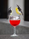 Bananaquit birds on wine glass