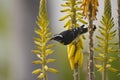 Bananaquit (Coereba flaveola bonariensis) Royalty Free Stock Photo