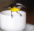 Bananaquit on a cup of tea