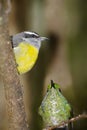 Bananaquit and Green-crowned Brilliant Hummingbird, Costa Rica Royalty Free Stock Photo