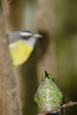 Bananaquit and Green-crowned Brilliant Hummingbird, Costa Rica Royalty Free Stock Photo