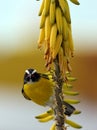 Bananaquit (incertae sedis) Royalty Free Stock Photo