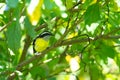 Bananaquit perching in a tree in a garden in Trinidad and Tobago. Royalty Free Stock Photo