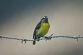 A bananaquit on a barb wire