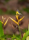 Bananaquit with yellow flowers