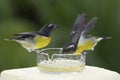 Bananaquits having a sweet tooth Royalty Free Stock Photo
