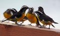 Bananaquits - Tobago Royalty Free Stock Photo