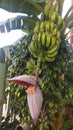 Bananas and Banana flower on tree in a banana garden or plantation Royalty Free Stock Photo