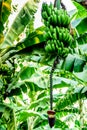 Bananas & banana flowers growing on banana tree, Guatemala, Central America