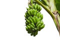 Bananas with banana tree isolated over white background Royalty Free Stock Photo