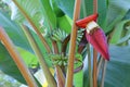 Bananas, bananas and bananas bloom The growth of banana trees selectable focus