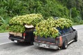 Bananas on a car body, pick-up, agricultural cargo, bunches of bananas for sale at the market, Panama