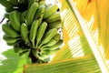 Bananas and dried leaves Royalty Free Stock Photo