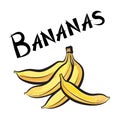 Bananas. Exotic fruit banana label. Hand drawn watercolor set. v