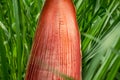 Bananas flower bunch on the tree, Plant, Ripe, green grass Royalty Free Stock Photo