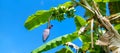 Bananas growing on a palm tree. Selective focus Royalty Free Stock Photo