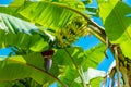 Bananas growing on a palm tree. Selective focus. Royalty Free Stock Photo