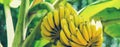 Bananas growing on a palm tree. Selective focus Royalty Free Stock Photo