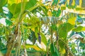 Bananas growing on a palm tree. Selective focus. Royalty Free Stock Photo