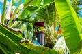 Bananas growing on a palm tree. Selective focus. Royalty Free Stock Photo