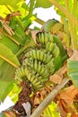 Bananas, growing in the subtropical jungle in the mountains of t