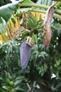 bananas growing on a tree in the backyard with banana blossom Royalty Free Stock Photo