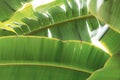 Bananas leaves with background