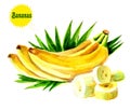 Bananas with leaves. Bunches of fresh banana fruits on a white background, a collection of raster illustrations Royalty Free Stock Photo