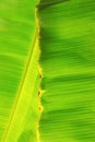 Bananas leaves with texture.