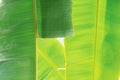 Bananas leaves with background.