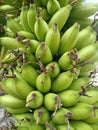 Bananas that are masculine from plantations in Central Sulawesi