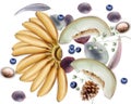 Bananas,melon and blueberries Vector watercolor. Exotic delicious fruits background template. Winter colors decors