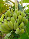 Bananas in my backyard Royalty Free Stock Photo