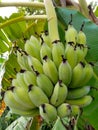 Bananas in my backyard Royalty Free Stock Photo