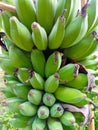 Bananas in my backyard Royalty Free Stock Photo