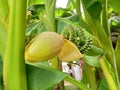 Bananas organic, backyard Royalty Free Stock Photo