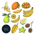 Bananas and other tropical exotic fruits. Vector color sketch illustration. Hand drawn design elements and icons set Royalty Free Stock Photo