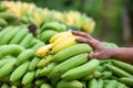 Bananas are plentiful and men's hands A middleman who buys bananas Royalty Free Stock Photo