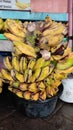 bananas ready to be marketed