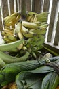 Bananas ripening, Kichwa community of Sani Isla in the Ecuadorean Amazon