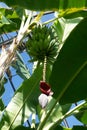 Bananas Ripening on the Tree Royalty Free Stock Photo