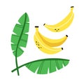 Bananas set. Exotic tropical fresh fruit, whole fruits and leaves vector cartoon minimalistic style isolated illustration, print Royalty Free Stock Photo